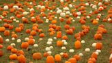 Find your fall spirit: Pumpkin patches, corn mazes, spooky scares and more