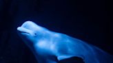 Two beluga whales evacuated from Ukraine arrive in Spain | CNN