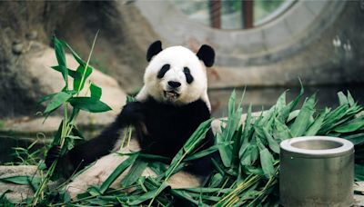 夏日親子出遊必衝！香港海洋公園動物奇遇之旅 日本看祭典絢麗煙火