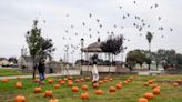 Fall is here! Here are 10 ways to embrace the seasonal spirit in Salinas