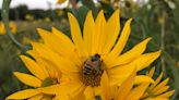 A prairie maze, woods in twilight, bird walk and other wild things to do