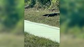Massive, five-foot monitor lizard spotted strutting around North Port