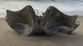 Partial whale skull washes up on North Carolina beach