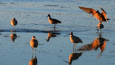 ‘The world in motion’: Bird migration peaks over Bay Area in first week of May