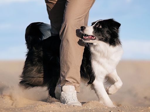 Woman Teaches Border Collie Interpretive Dance Routine and It's a Masterpiece