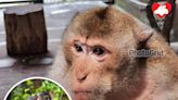 嘉道理農場最老「居民」長尾獼猴 日前以34歲高齡離世