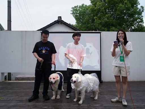 Puppy love: Canine weddings on the rise in China