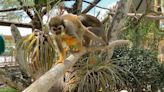 WATCH: Lion Country Safari squirrel monkeys get more space to swing in habitat as tall as a tree