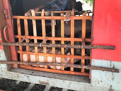 Pigs take the train route from south to pork-loving northeast