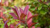 Gardening Central Mass.: Native, non-native, invasive: The challenge of defining plants