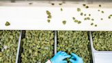 Health Risks Linked To Working In The Cannabis Industry Are Largely Unknown, But A 27-Year-Old’s Death Reveals The...