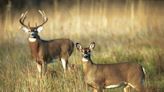 New cases of deadly deer disease means new regulations in Pa.