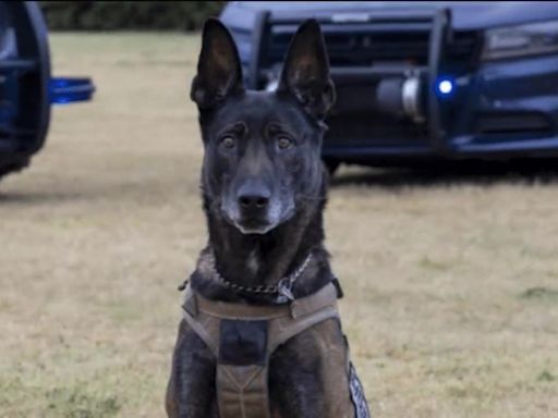 National run will honor lost police dogs, including K9 Bane