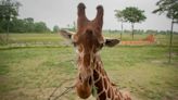 Not your average blood drive: Giraffe to donate plasma at Columbus Zoo and Aquarium