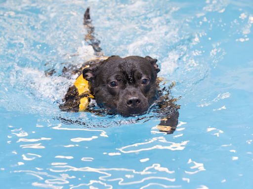 Bull Terrier Gets an Adorable Case of Zoomies After Getting in His Splash Pool