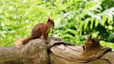 The last places in Britain to see red squirrels