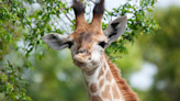 Baby Giraffe at Houston Zoo Runs with Excitement Upon Seeing Human Child