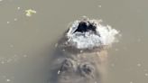 Alligators in Texas, North Carolina Still Alive in Iced-Over Ponds Thanks to Their 'Danger Snorkel' Technique
