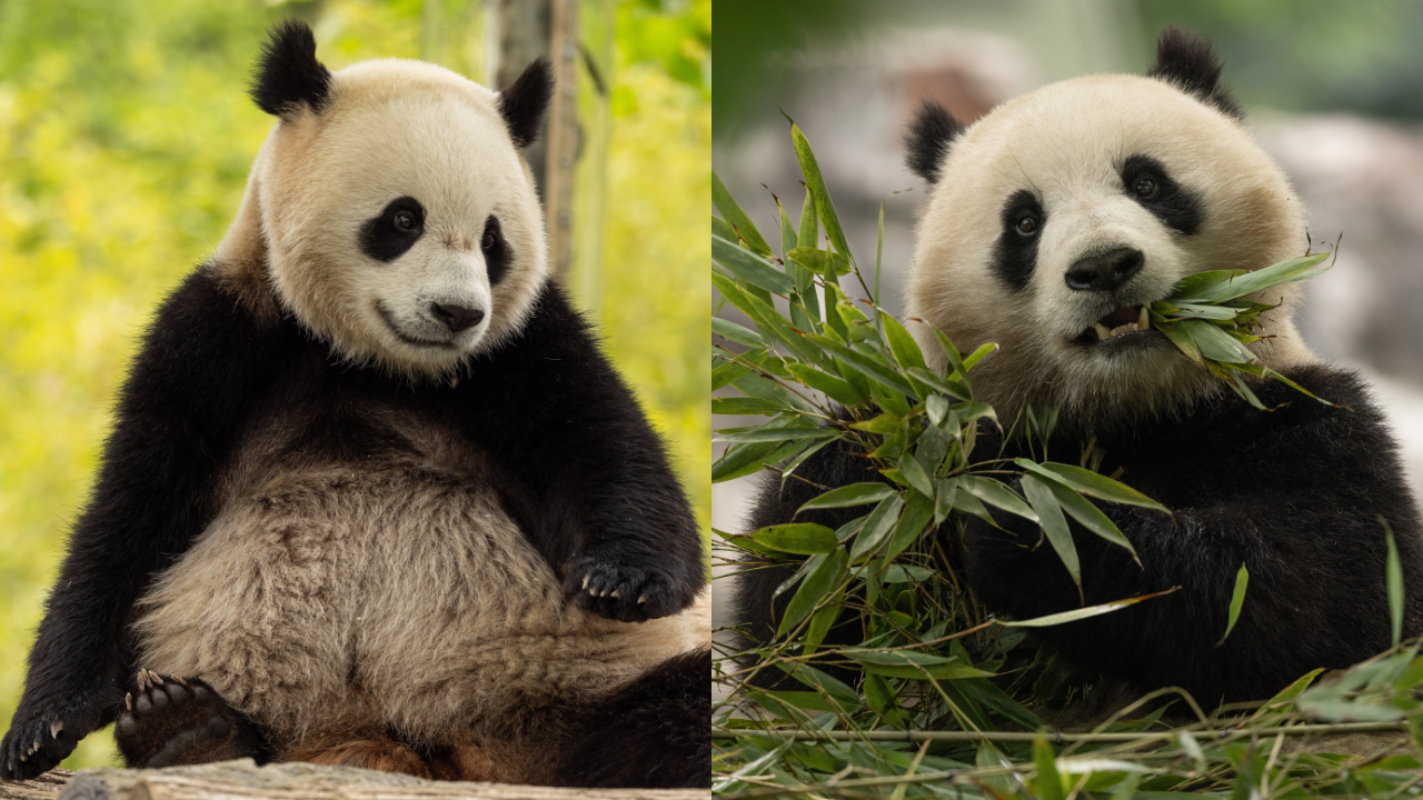 Giant pandas will be returning to the National Zoo in Washington