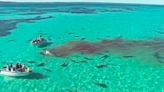 Dos personas fueron atacadas por tiburones en 24 horas en Florida