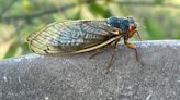 How to keep your pets safe during summer's historic cicada emergence