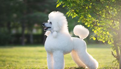 20 dog breeds that don’t shed
