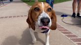 Downtown Colorado Springs opens first dog park