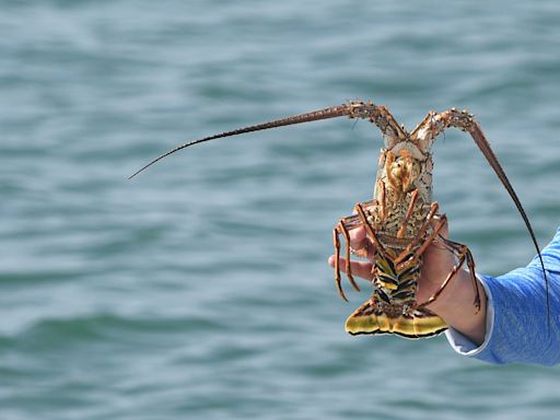 An extra day to harvest spiny lobsters is coming to Florida. Here's what to know