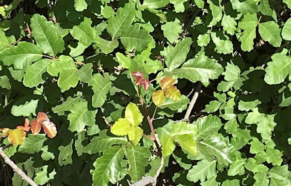 What does poison oak look like? Tips for hiking in Western Oregon, Washington
