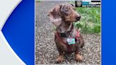 First, someone stole her pet dachshund. Then, the prank calls started.