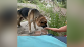 Hallan a perro con bridas en la boca y el cuello cerca del Cañón de Malibú