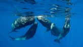 ML analysis of whale song shows similarities to human speech