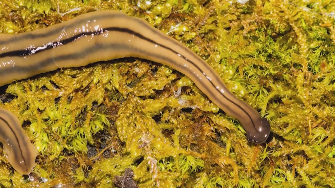 Heavy rain in Houston will bring out toxic hammerhead flatworms. Here's what to do and what NOT to do if you see one