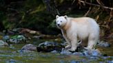 Rare white ‘spirit bear’ spotted in Michigan
