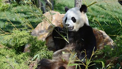 舊金山動物園將接收來自中國的大熊貓