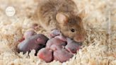 These brain cells help days-old mice to bond with mum