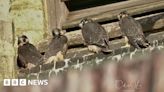 Four peregrine falcon chicks born at Lincoln Cathedral