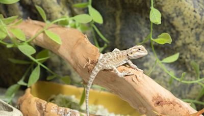 CDC Warns About Having Bearded Dragons as Pets After Salmonella Outbreak