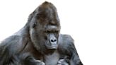 Video of Photographer Encountering Silverback Gorilla Beating on His Chest Goes Viral