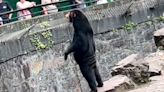 Un zoológico chino desmiente que sus osos sean “humanos disfrazados” tras un extraño video que se viralizó