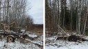 Minnesota DNR Blew Up Illegal Tree Stands with Dynamite: ‘My Whole Place Shook’