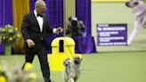 The Westminster Dog Show Is Where Rare Breeds Can Shine—or Even Win Best in Show