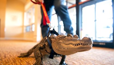 Wally the alligator's owner pushes back against online conspiracy theories & accusations