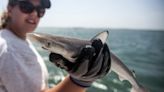Sharks Swimming in Waters Near Brazil Test Positive for Cocaine, Study Finds
