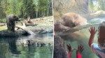 Hangry bear gobbles up ducklings at the zoo in front of horrified children: ‘That was not nice’