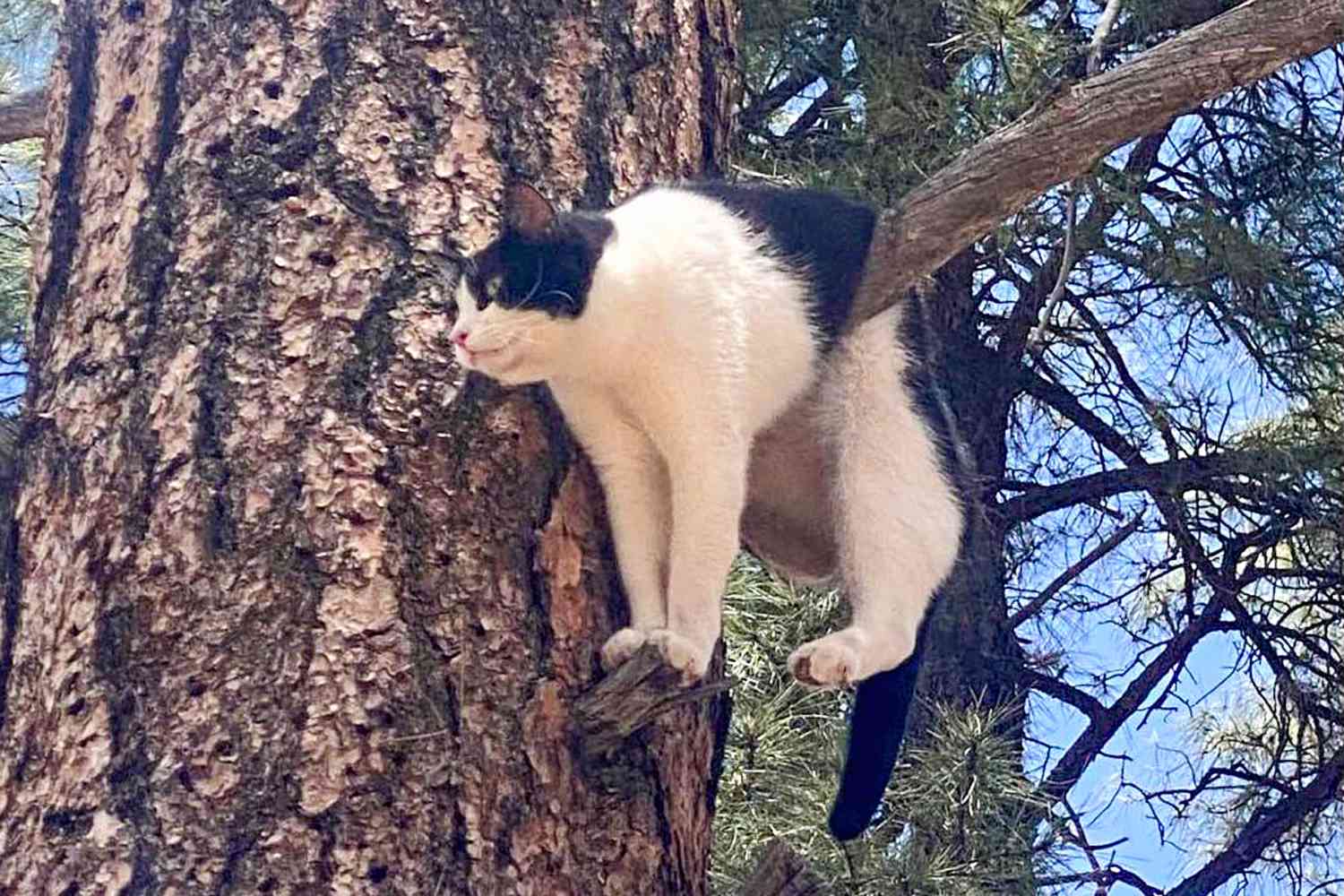 Cat Stuck in Strange Position in Tree at Grand Canyon National Park Reunited with Owner