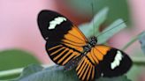 Heliconius elevatus, la sorprendente mariposa amazónica que surgió de un insólito cruce de especies