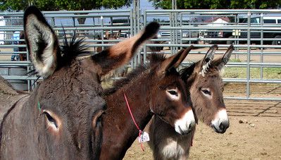 BLM Begins Emergency Gather to Save Wild Burros in the Piute Mountain Herd in San Bernardino County - Due to Extreme Temperatures...