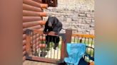 VIDEO: Gatlinburg bear jumps over cabin deck gate during family vacation