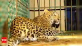 Since 2022, 52 leopard sightings reported in state | Goa News - Times of India